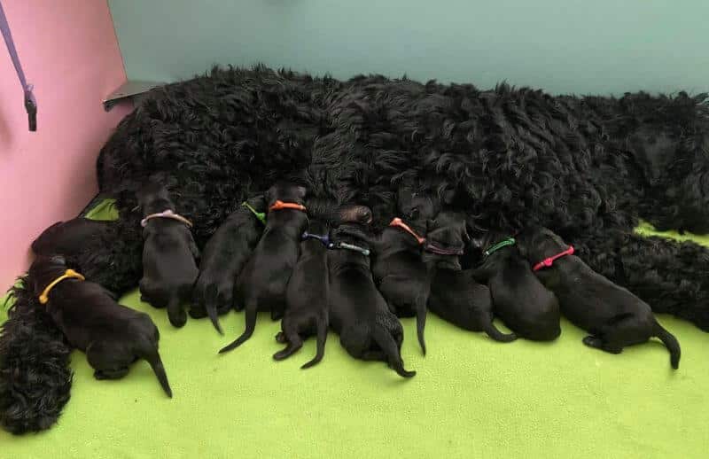 Black Russian Terrier puppies Black Beard Black Russians