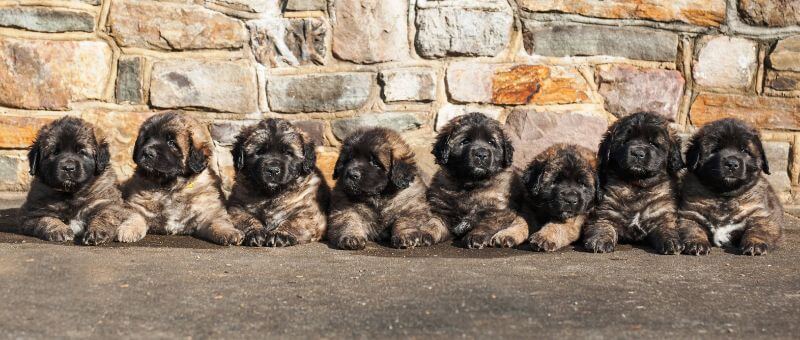 Sforzando Leonbergers