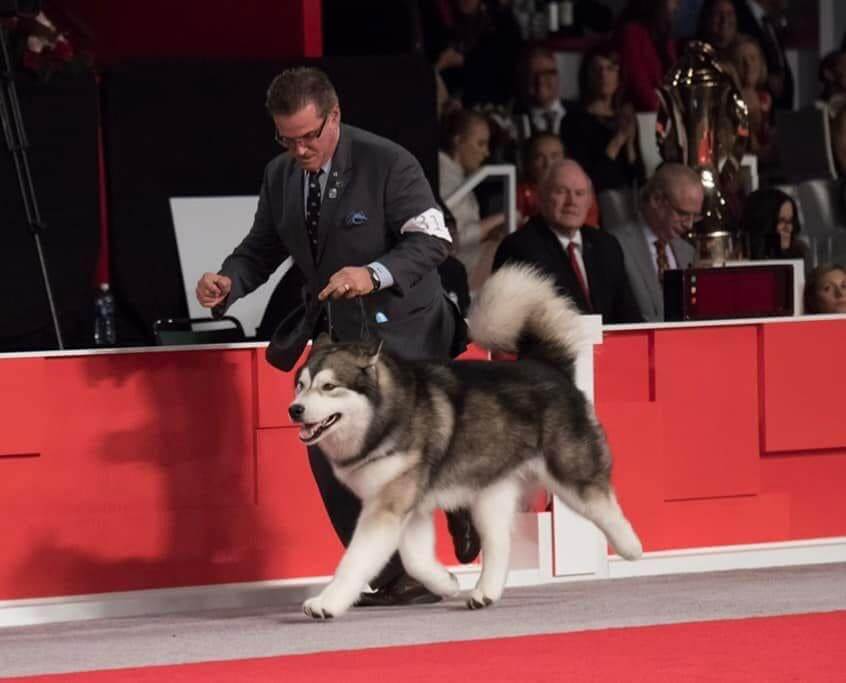 SilverIce Alaskan Malamute SilverIce Alaskan Malamute in the dog show ring