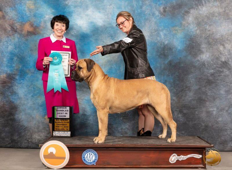 Corral West Kennels | Stacie Toft-Devore - Working Group Dog Breed - Bullmastiff