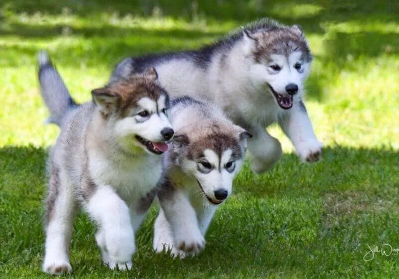 SilverIce Alaskan Malamutes Puppies running outside on the grass