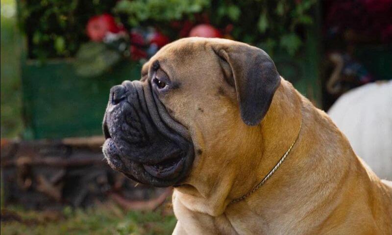 Bullmastiff Dog Breed - Working Group