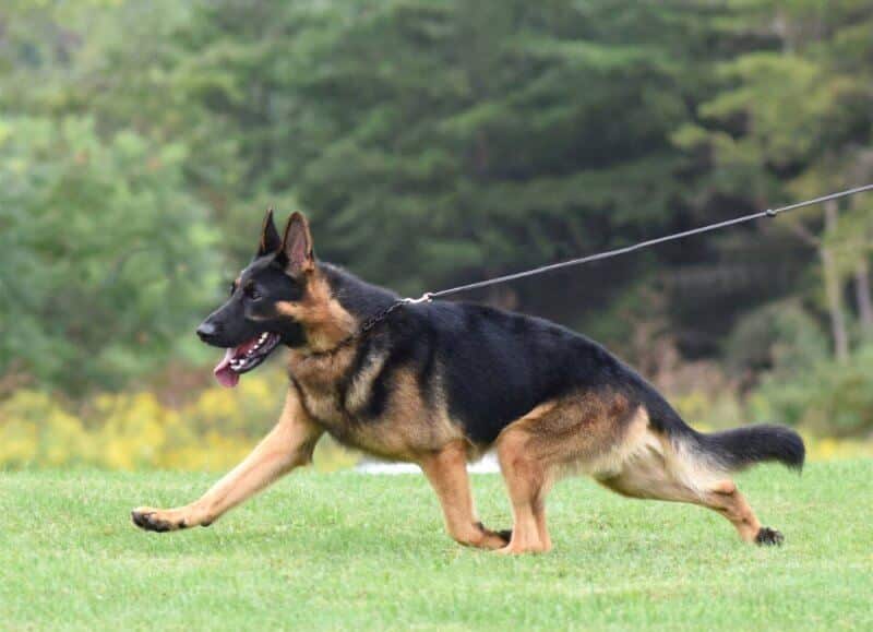 German Shepherd Dog walking on the grass