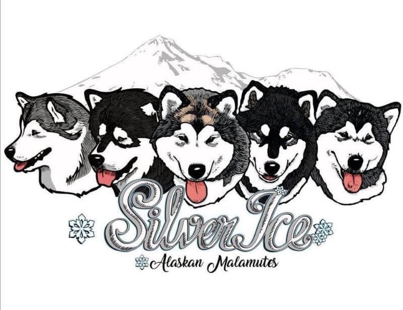 SilverIce Alaskan Malamutes banner SilverIce Alaskan Malamutes banner