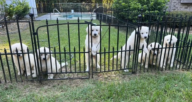 Aegys Kennels Dogs behind fence