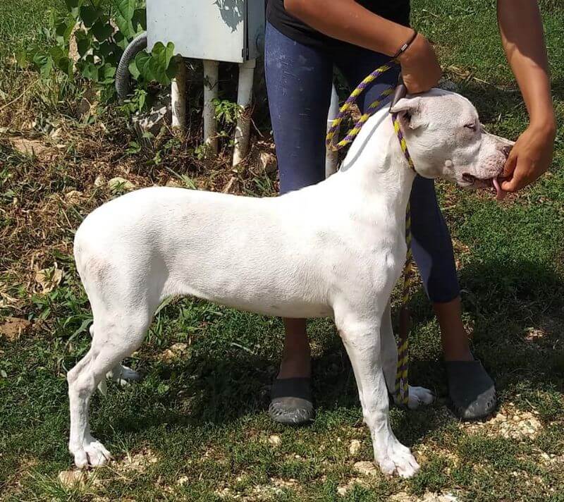 Nemesis Dogo Argentino Nemesis Dogo Argentino - Kristin Winter