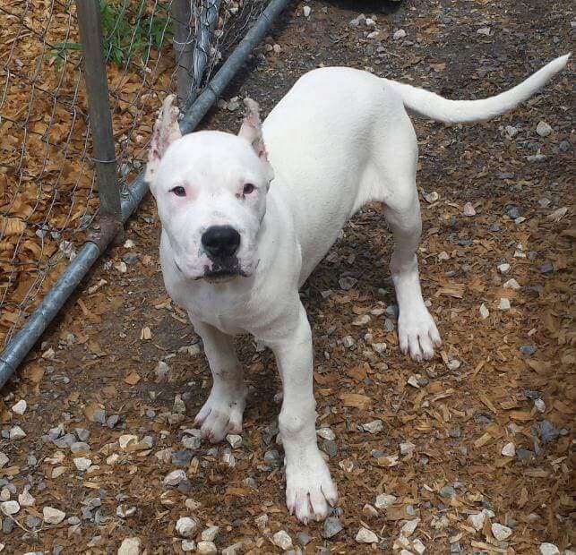 Nemesis Dogo Argentino Dog standing outside