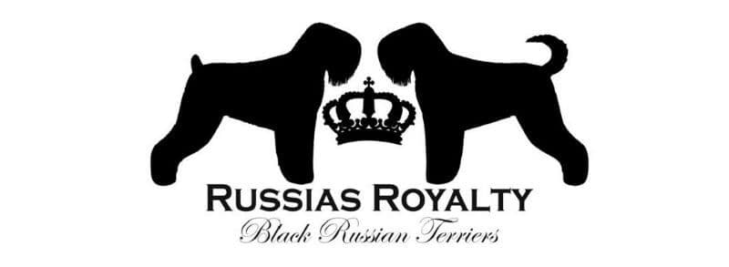 Russia's Royalty Black Russian Terriers Russia's Royalty Black Russian Terriers banner