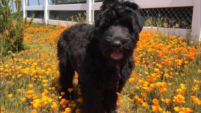 Black Russian Terrier Puppy in the poppy field