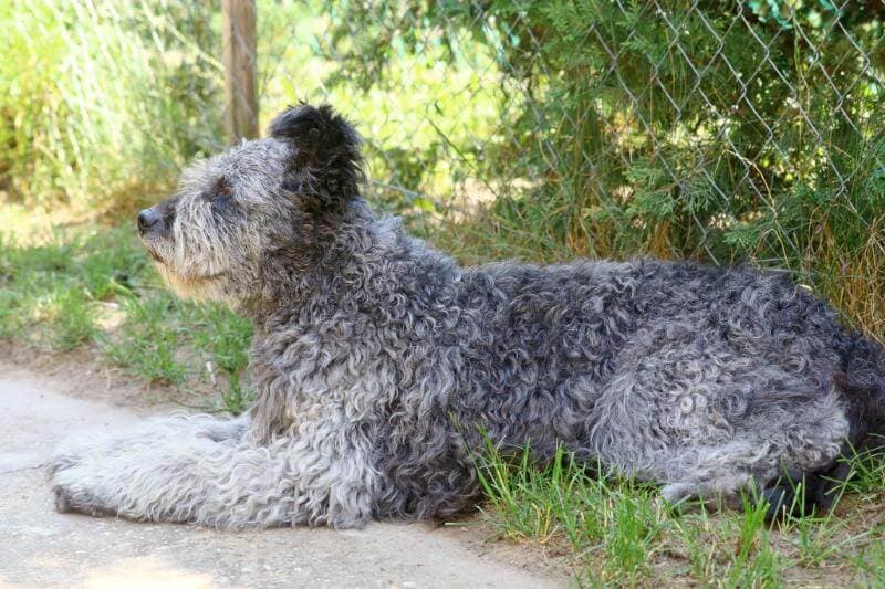 Gray Pumi with Typical Color Variations