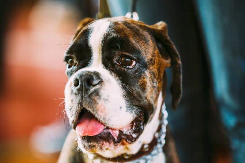 brown-and-white-boxer-dog