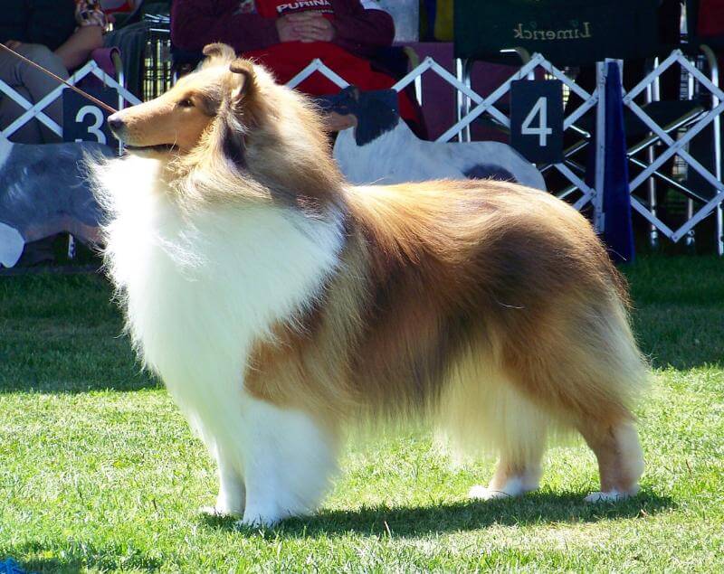 Collie Health Foundation
