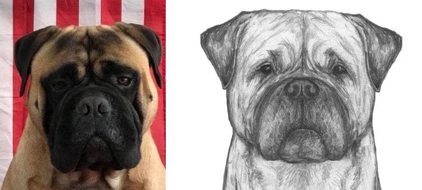 2 side by side images of the Bullmastiff head