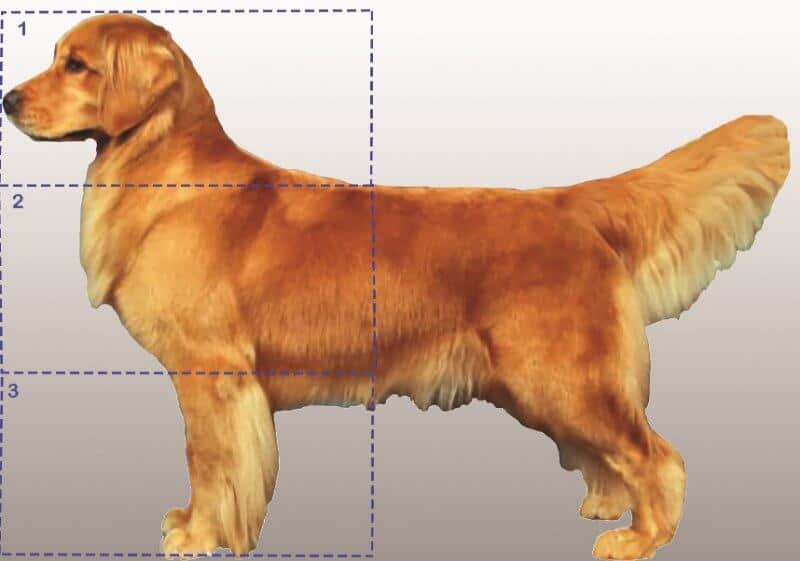 Figure 1. Vertical Balance of a dog