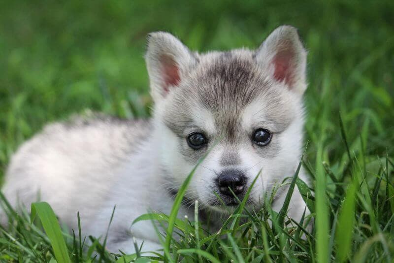 Alaskan Klee Kai puppy
