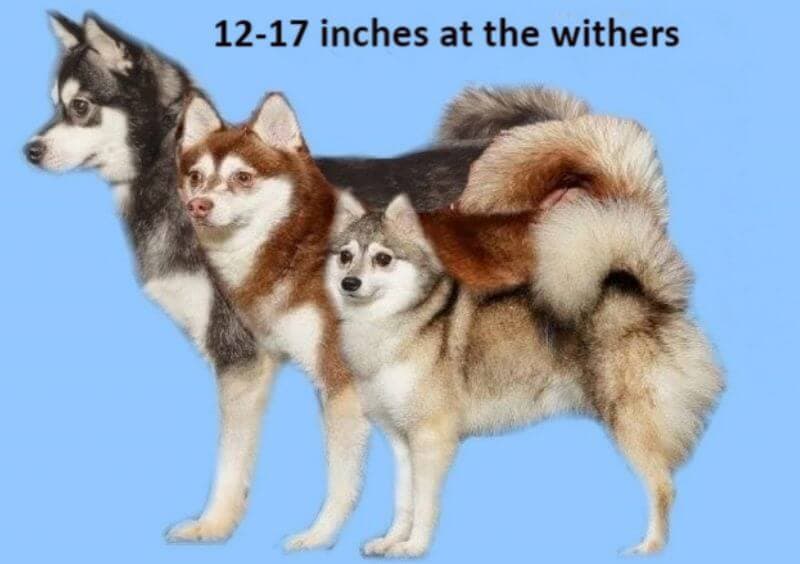 Alaskan Klee Kai size infograph