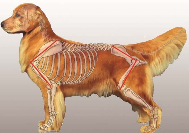 Figure 2. Horizontal Balance of a dog