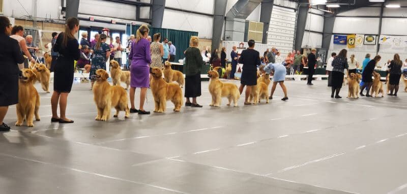 Golden Retriever National Specialty 2022
