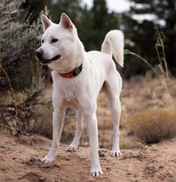 The Kishu Ken – A Wonderfully Wild Dog Living in a Modern World