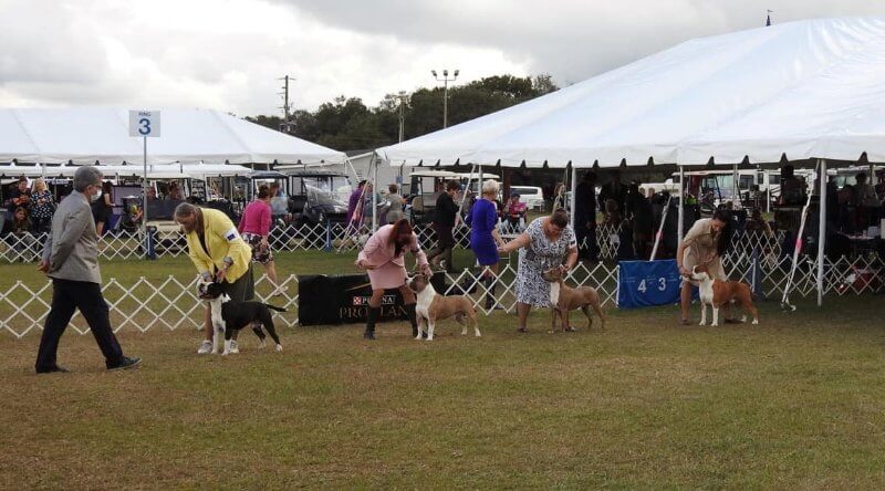 Dog show culture
