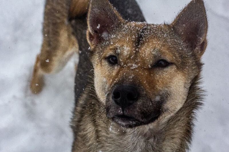 The Kishu Ken – A Wonderfully Wild Dog Living in a Modern World