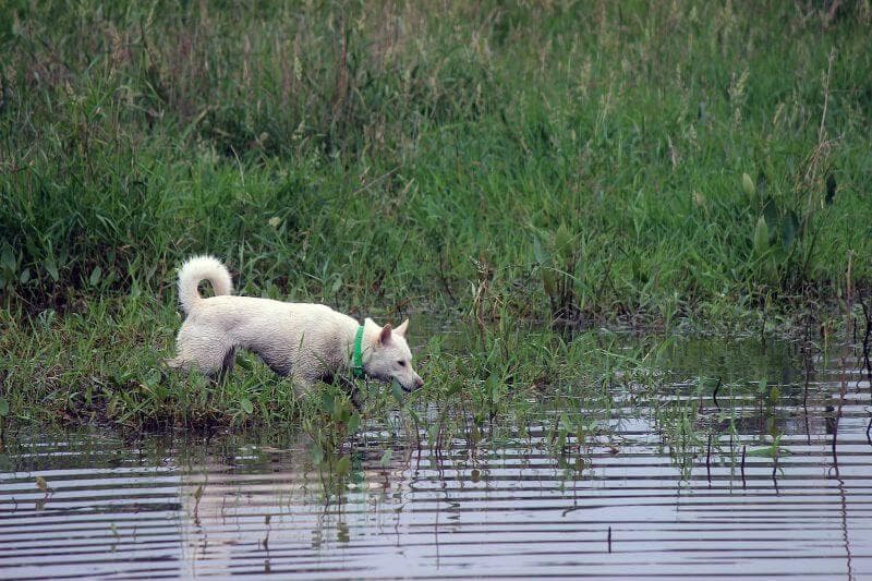 Kishu Ken standing in tall grass by the lake
