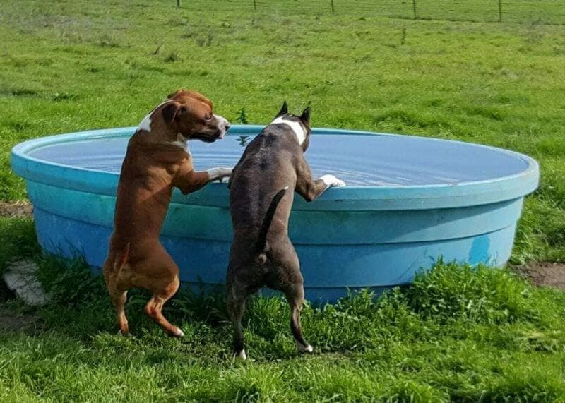 Sunset American Staffordshire Terriers