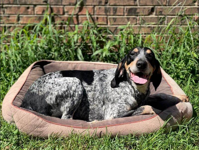 Evenstar-WesRidge Bluetick Coonhound