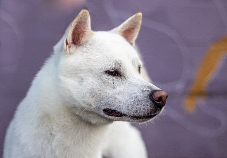 Kishu Ken head photo