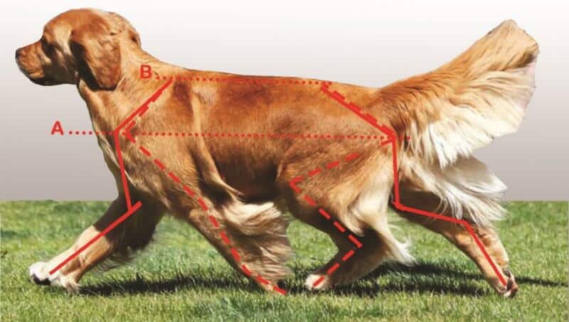 Figure 3. Golden Retriever Trotting