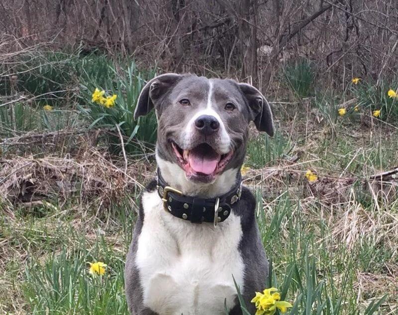 Mountain Cur