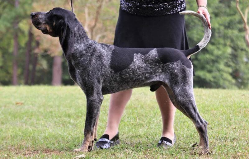 Bluetick Coonhound side photo
