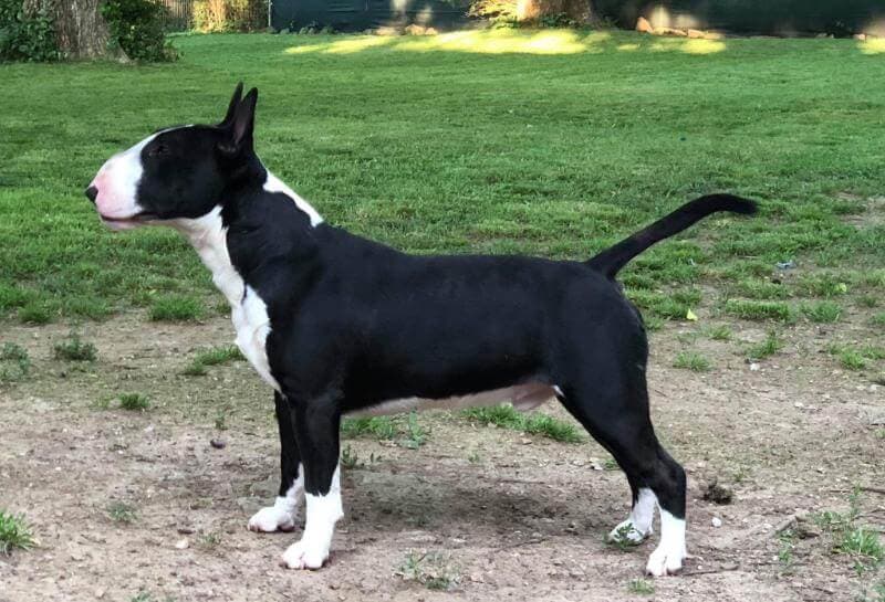 Miniature Bull Terrier