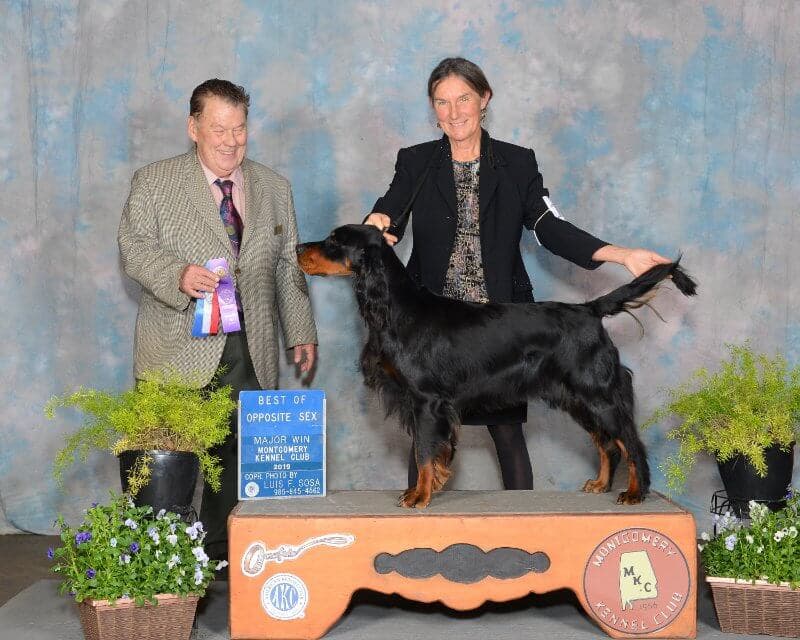 Rhonda Cornum - Munroc Farm Gordon Setters - Am. Ch. Bournefield Quest For Munroc, finishing.
