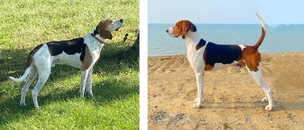 Left: American English Coonhound - Note the Ticking Right: Treeing Walker Coonhound
