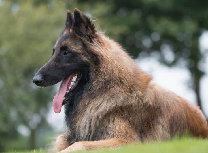 Belgian Tervuren