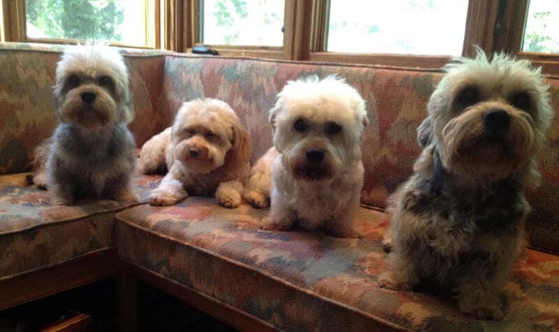 King’s Mtn. Dandie Dinmont Terriers