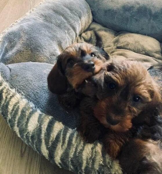 King’s Mtn. Dandie Dinmont Terrier puppies