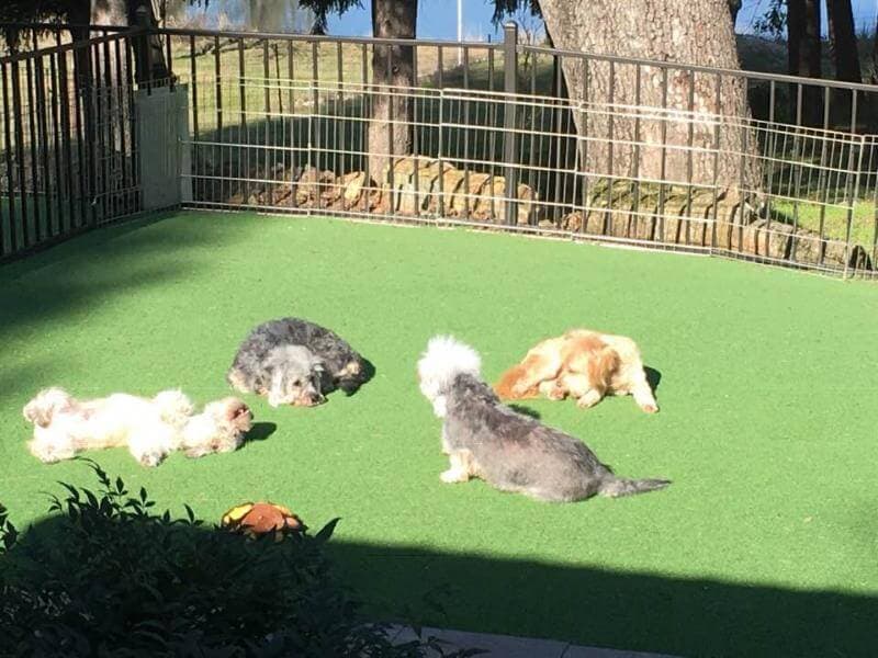 King’s Mtn. Dandie Dinmont Terriers