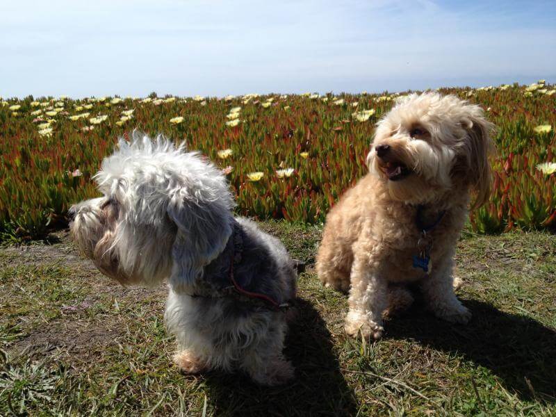 Betty-Anne Stenmark's Dandie Dinmont Terriers