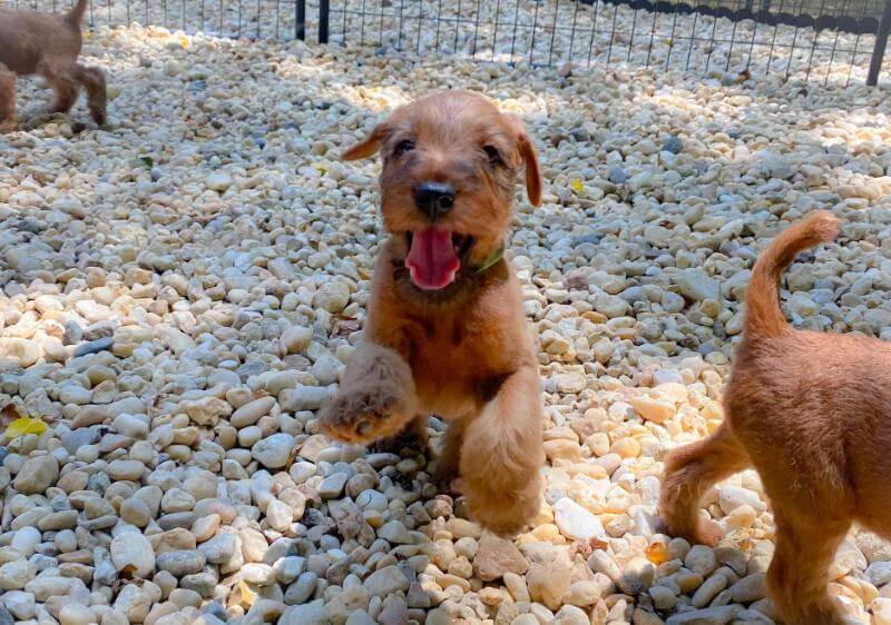 Irish terrier puppy playing outside
