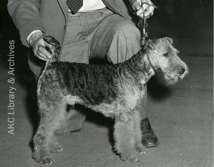 Ch. Toplight Template of Twin Ponds, with handler John Goudie