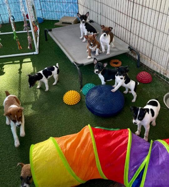Puppies playing
