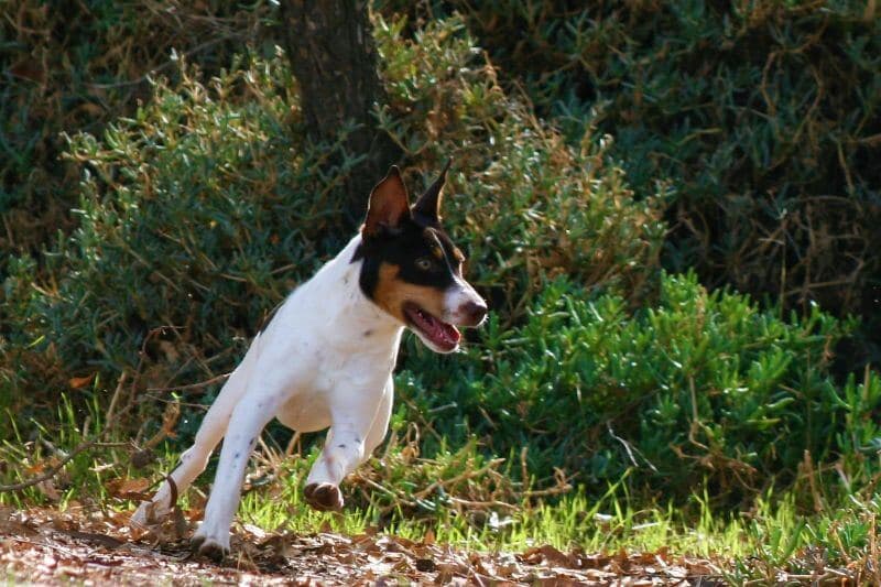 Christina-Martinez-Skippin-CJ-Ranch-Rat-Terriers