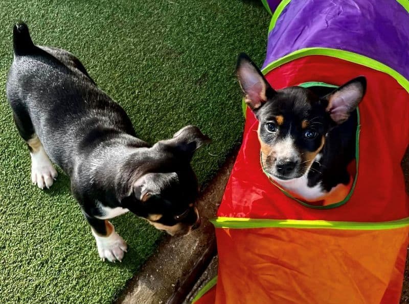 Skippin CJ Ranch Rat Terriers