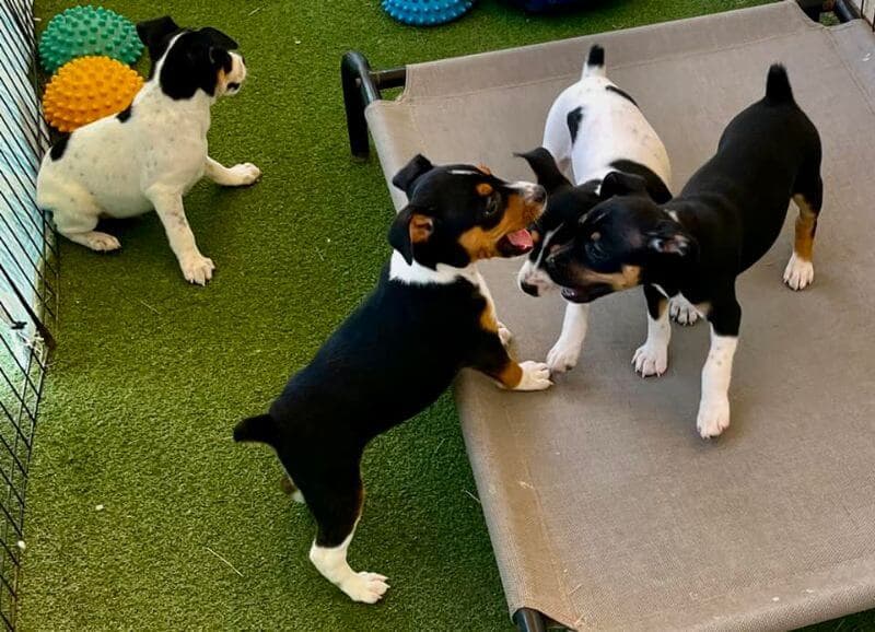 Skippin CJ Ranch Rat Terriers