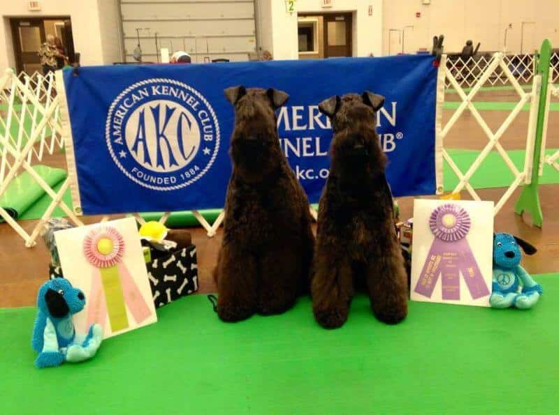Natalia Samaj Kunze's Cross the Rubicon Kerry Blue Terriers
