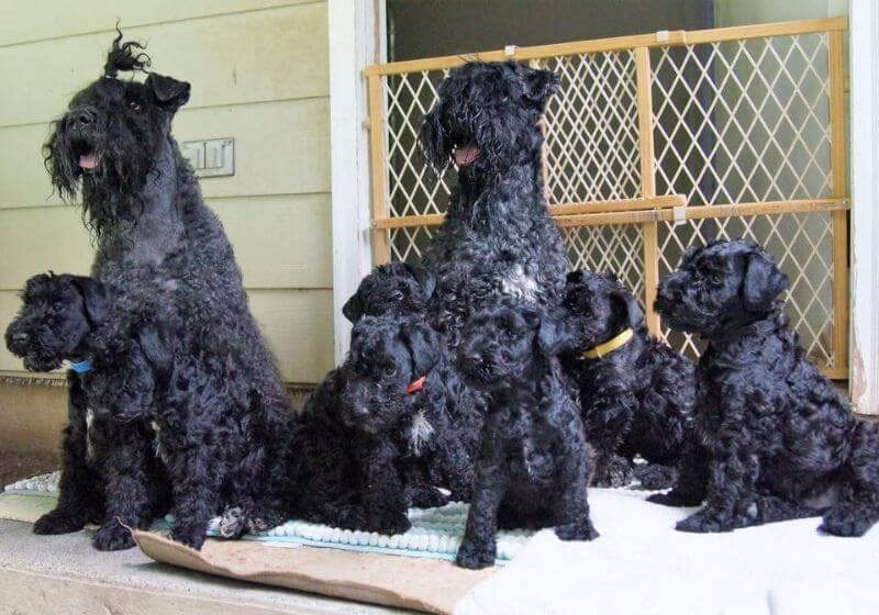 Cross the Rubicon Kerry Blue Terriers