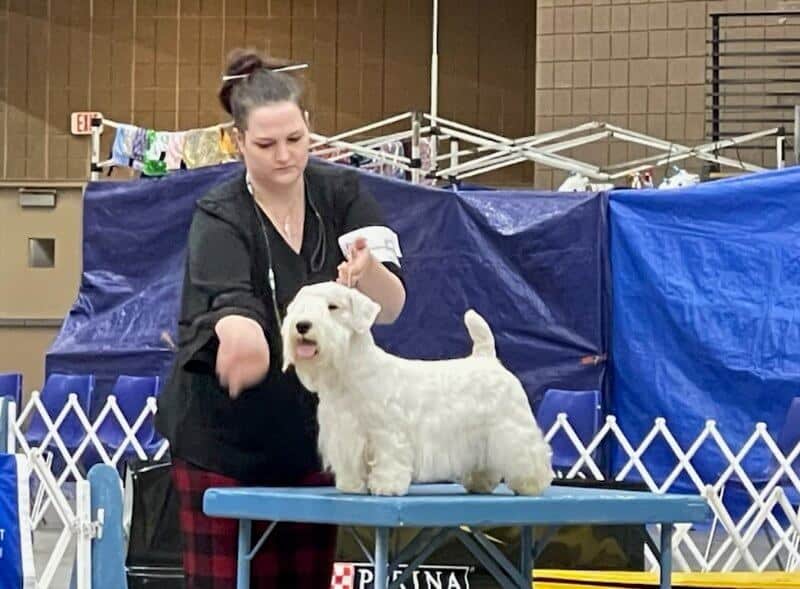 Erica Dunlavey Ellusion's Kennel Sealyham Terriers