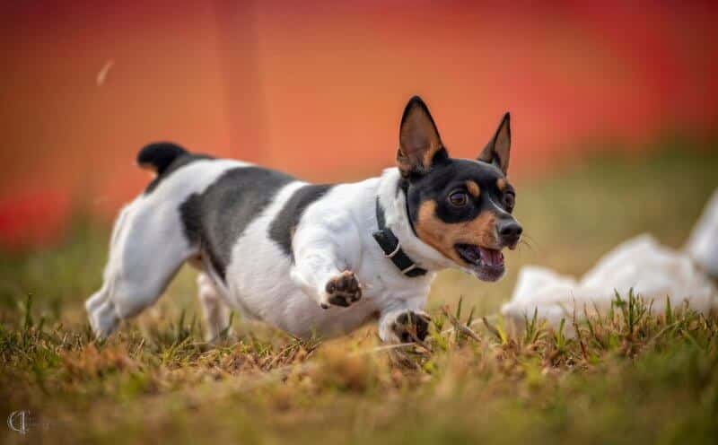 Teddy Roosevelt Terrier running on grass